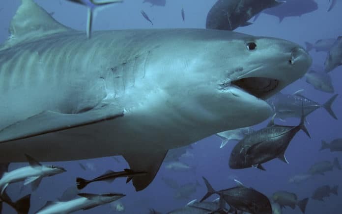 Tiger Shark Kills U.S. Diver Off Costa Rican Island