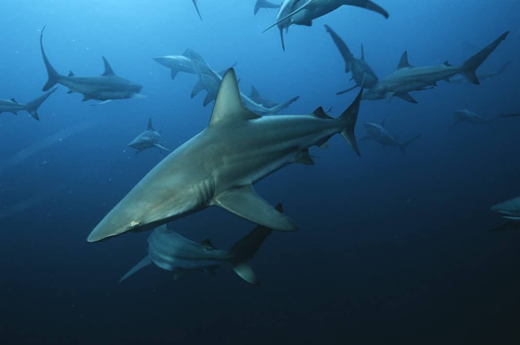 Aliwal Shoal, Indian Ocean, South Africa, blacktip sharks (Carcharhinus limbatus) swimming in ocean