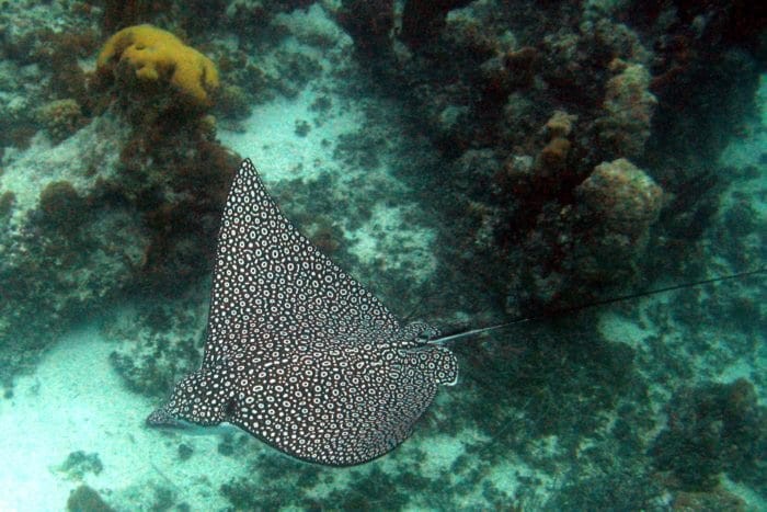 You'll find Eagle Rays gliding around Bloody Bay Wall