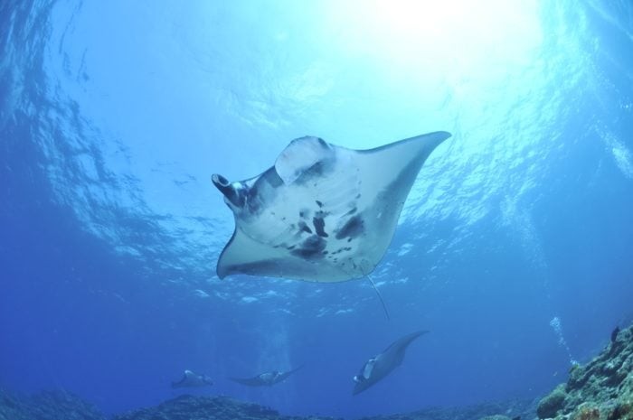 Laje De Santos is known for the huge numbers of Manta Rays that frequent the area.