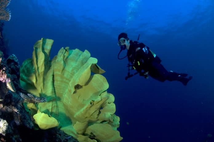 Diving Milne Baylink https://www.flickr.com/photos/bluebeyond/