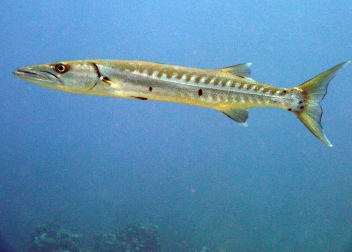Look out for Barracuda within the many swim-throughs at Devil's Grotto