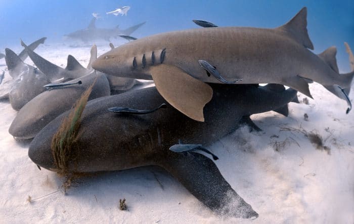 Adult nurse sharks resting on the bottom Credit: Jillian Morris