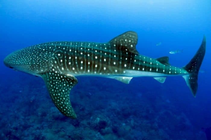 Sao Paulo and Sao Pedro Islands are a 'pit stop' for large Pelagics and of course the phenomenal Whale Shark