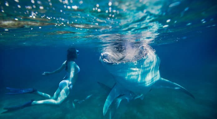 woman freediving underwater looking at a large whale shark in the Philippines