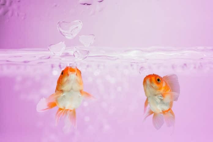 Goldfish blew bubbles into heart shapes in pink water