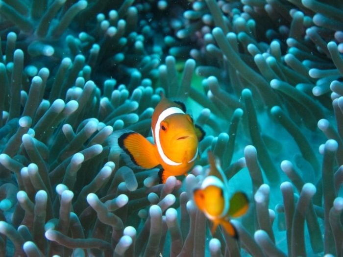 You'll find Clownfish hanging out in Anemone's around The Cargo Ship and the Catalina dive site.