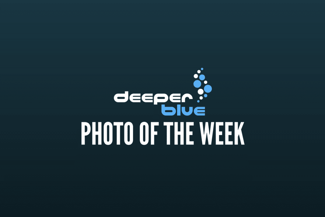DeeperBlue.com - Photo of the Week