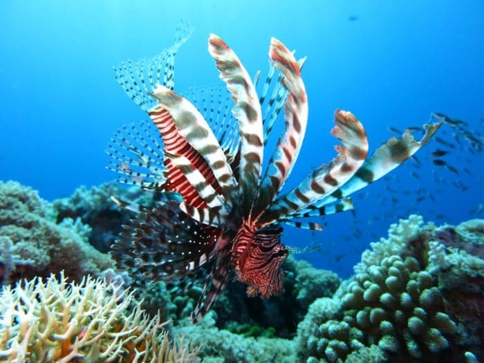 You'll see a number of Lionfish at The Aquarium Dive Site