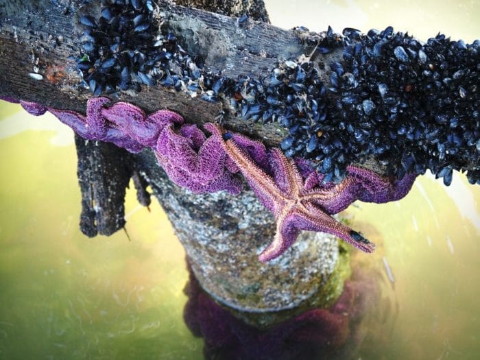 If you've never seen one before, there is nothing quite as spectacular as a purple Starfish.