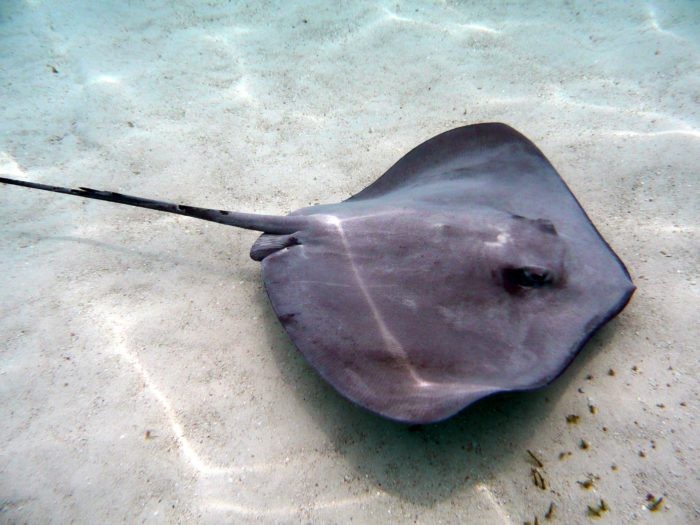 Keep an eye out for Rays around The Spring dive site.