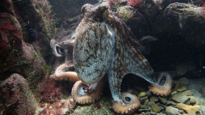 The monastery is home to magnificent Octopi.