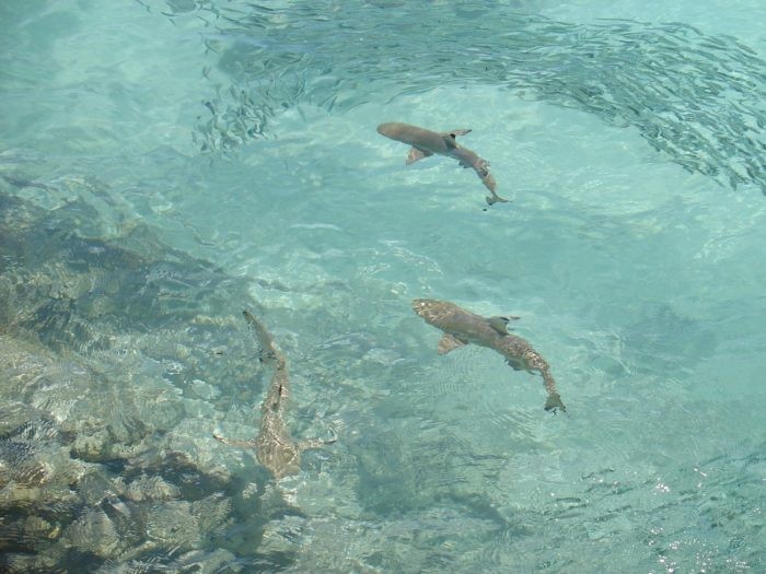 There are many Black Tip Reef Sharks at Tiki Point