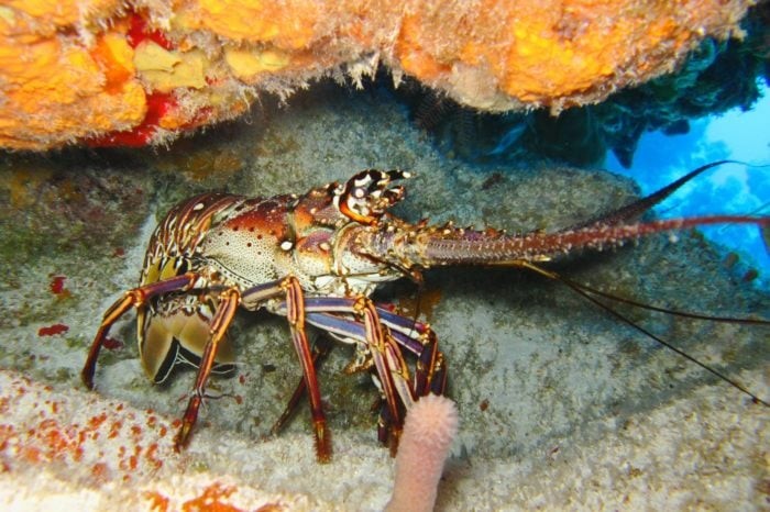 Lobster are aplenty at Man O’ War Shoals