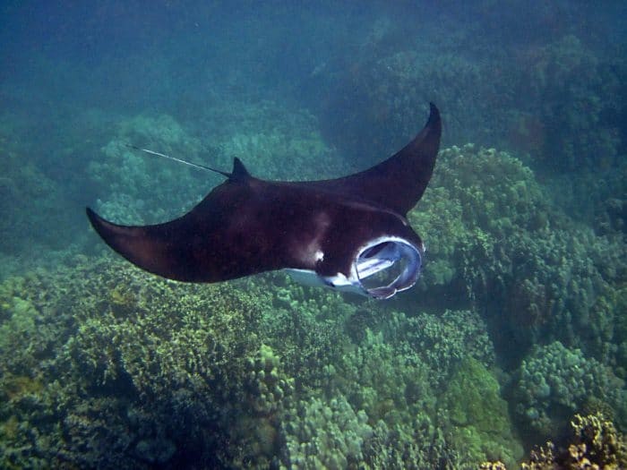 Anau is known for it's Manta Ray cleaning station.