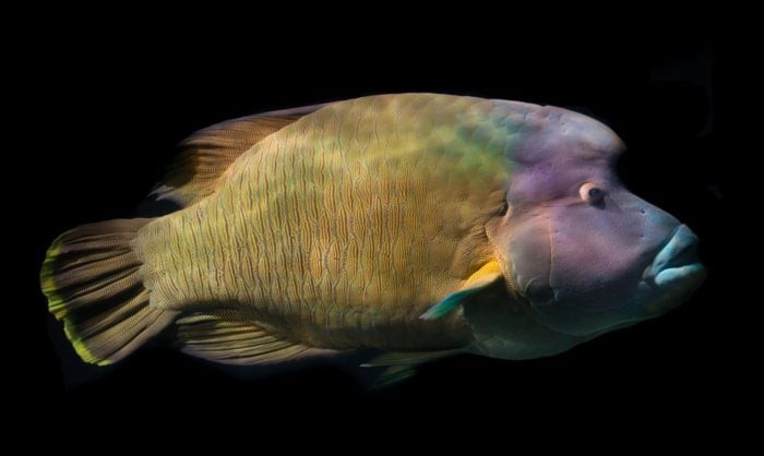 Look out for Giant Napoleon Wrasse at Miri Miri