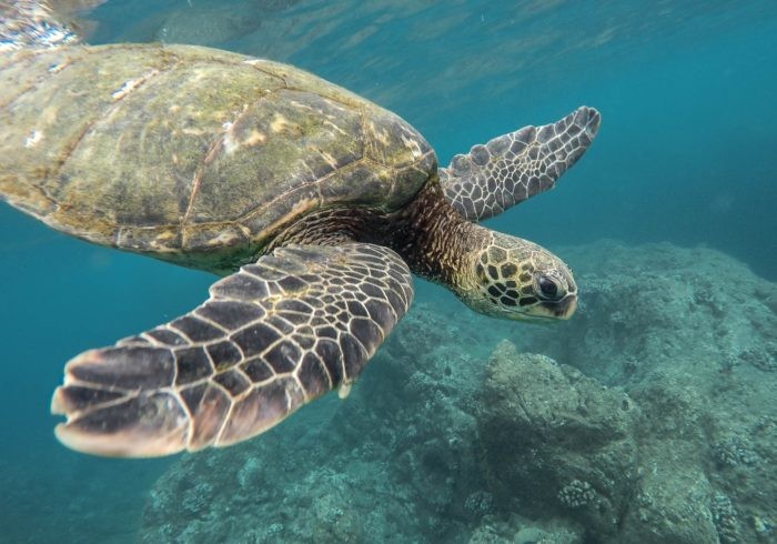 Keep an eye out for Turtles at Tupitipiti dive site