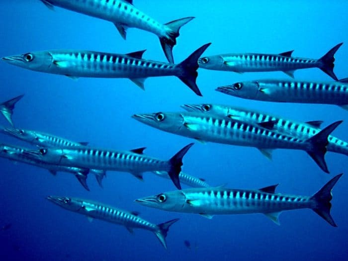 There are schools of Barracuda at Diamond Rock