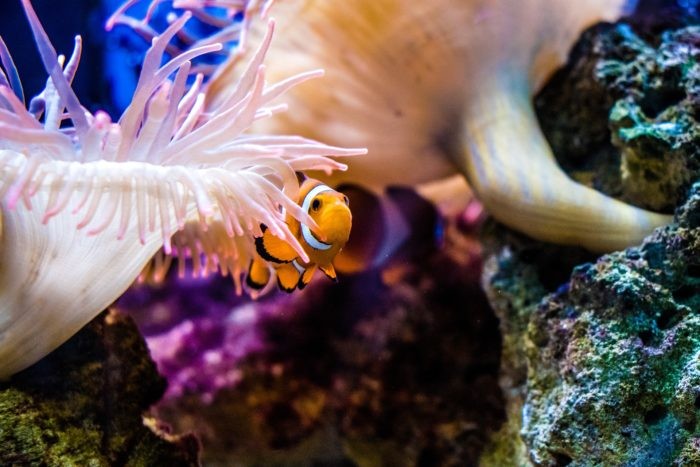 Keep an eye out for the Clown Fish living within the Anemones at Toopua