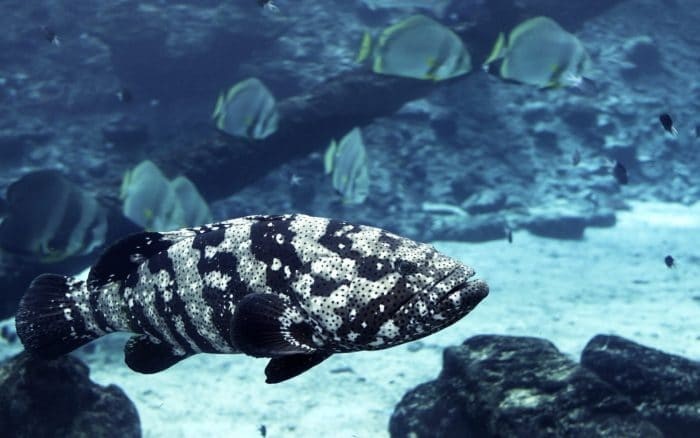 The huge Potato Cod flocks to Cod Hole, Lizard Island to be fed by Divemasters.