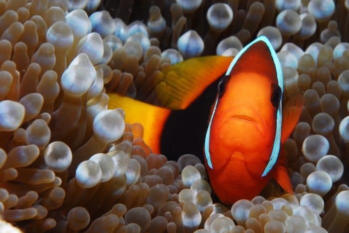 Keep an eye out for the super-cute Clown Fish found at Steve’s Bommie, Ribbon Reefs