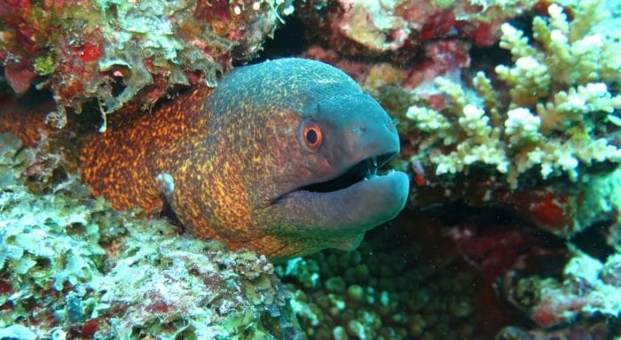 Opunohu Coral Wall has many cracks and holes in it, where you can find Moray Eels.