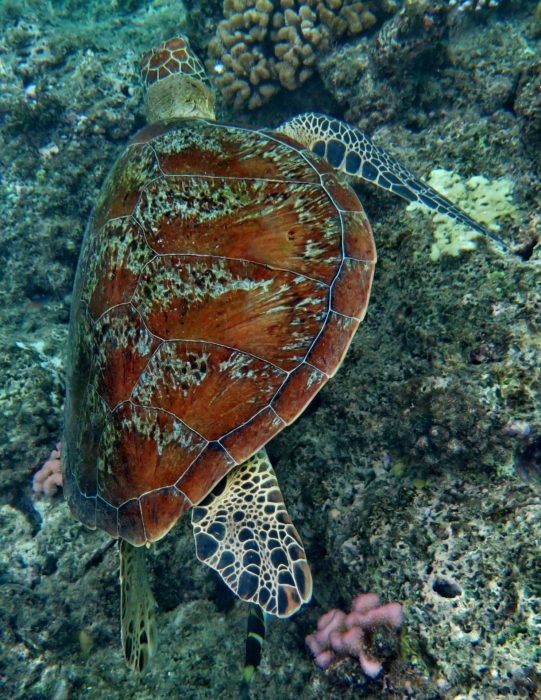 Turtles have been seen perusing the reef at Flinders Reef