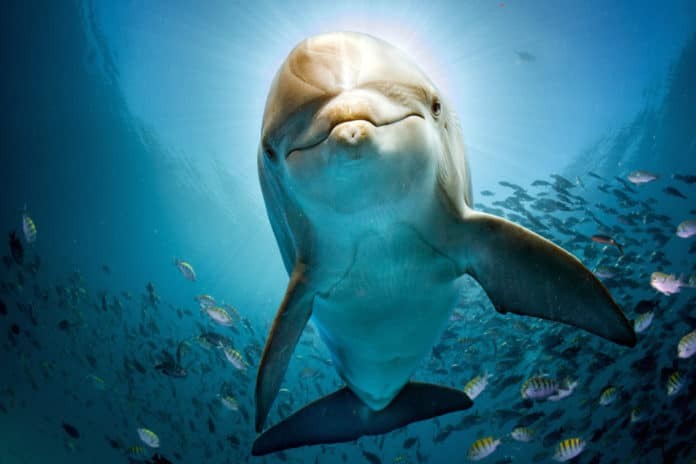 Amazing Breakthrough In Human And Dolphin Communication - DeeperBlue.com