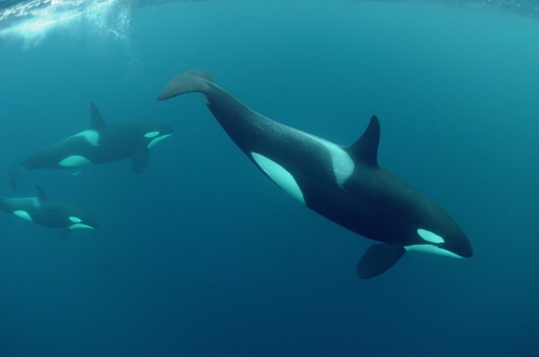 Diving with orcas, Norway