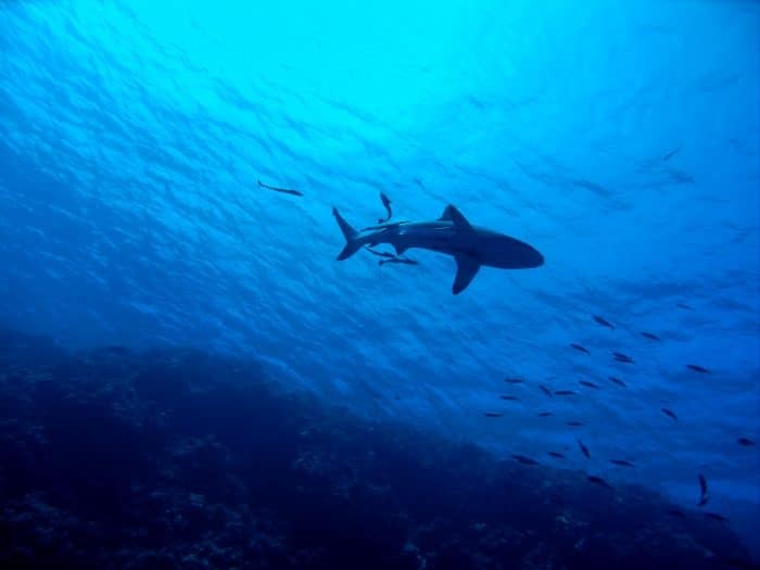 Sharks, the apex predator but not the most dangerous thing for a spearo