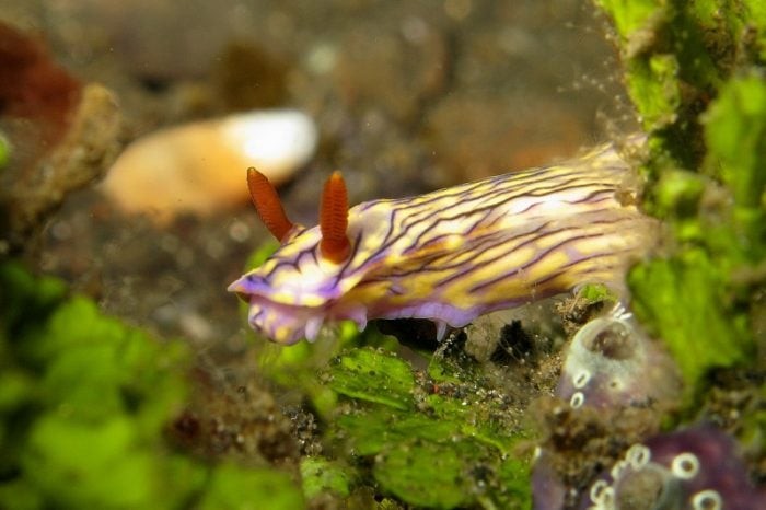 muck diving nudibranch