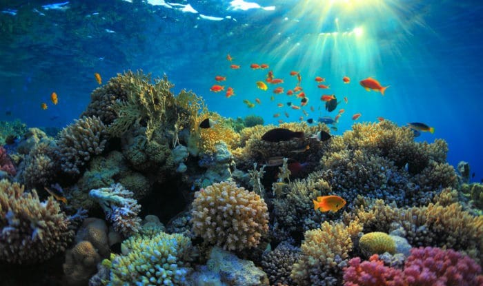 Keep corals intact by avoiding contact with them and keeping your bottom weight away from them