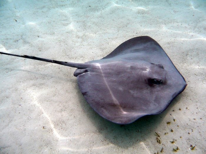 Keep an eye out for Giant Rays in the shallows at Fortesque Bay