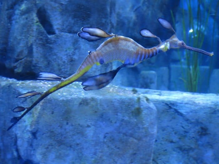 Keep an eye out for Weedy Sea Dragons found hiding within the Kelp at Paterson’s Arches. Don't mistake them for their cousins, the Leafy Sea Dragon.
