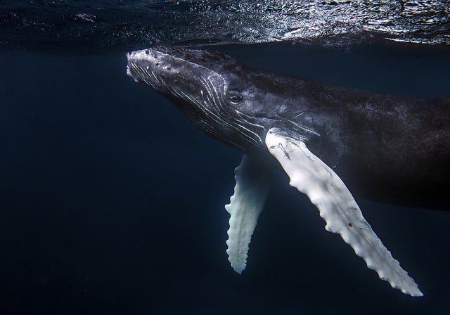 Baby humpback whale. Photo by Christopher Michel. https://flic.kr/p/VEvwpm