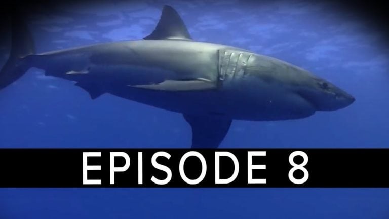 ‘A Rising Tide’ Webseries – Episode 8 – Scuba Skills and The Truth About Sharks