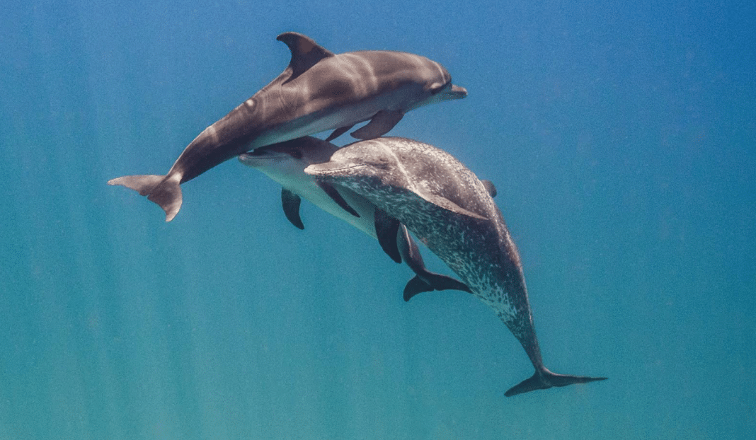 Dolphins can communicate with each other