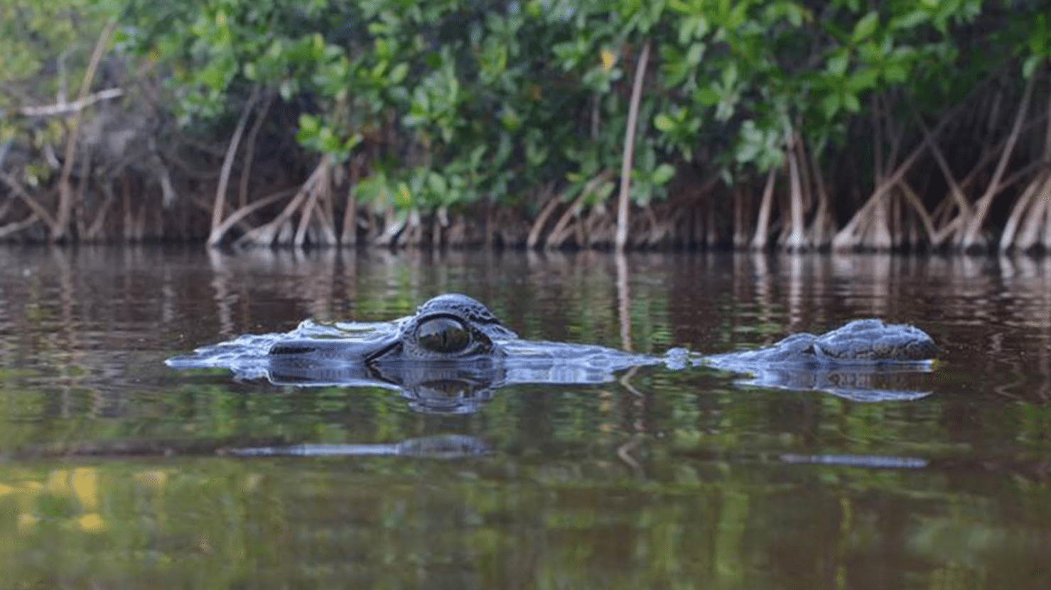 Changing Seas: American crocodiles face an uncertain future in Jamaica.