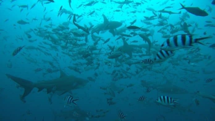 Shark Diving in Fiji. Photo by Stephan Whelan