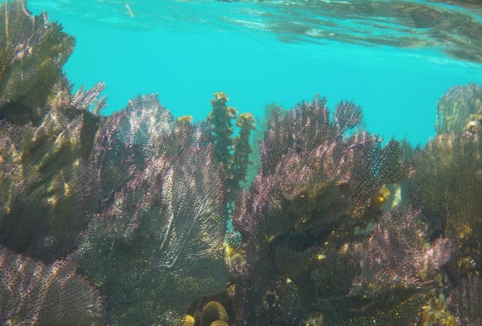 Fan Corals on the Belize Barrier Reef (Photo credit: M.Gray97/Wikimedia Commons)