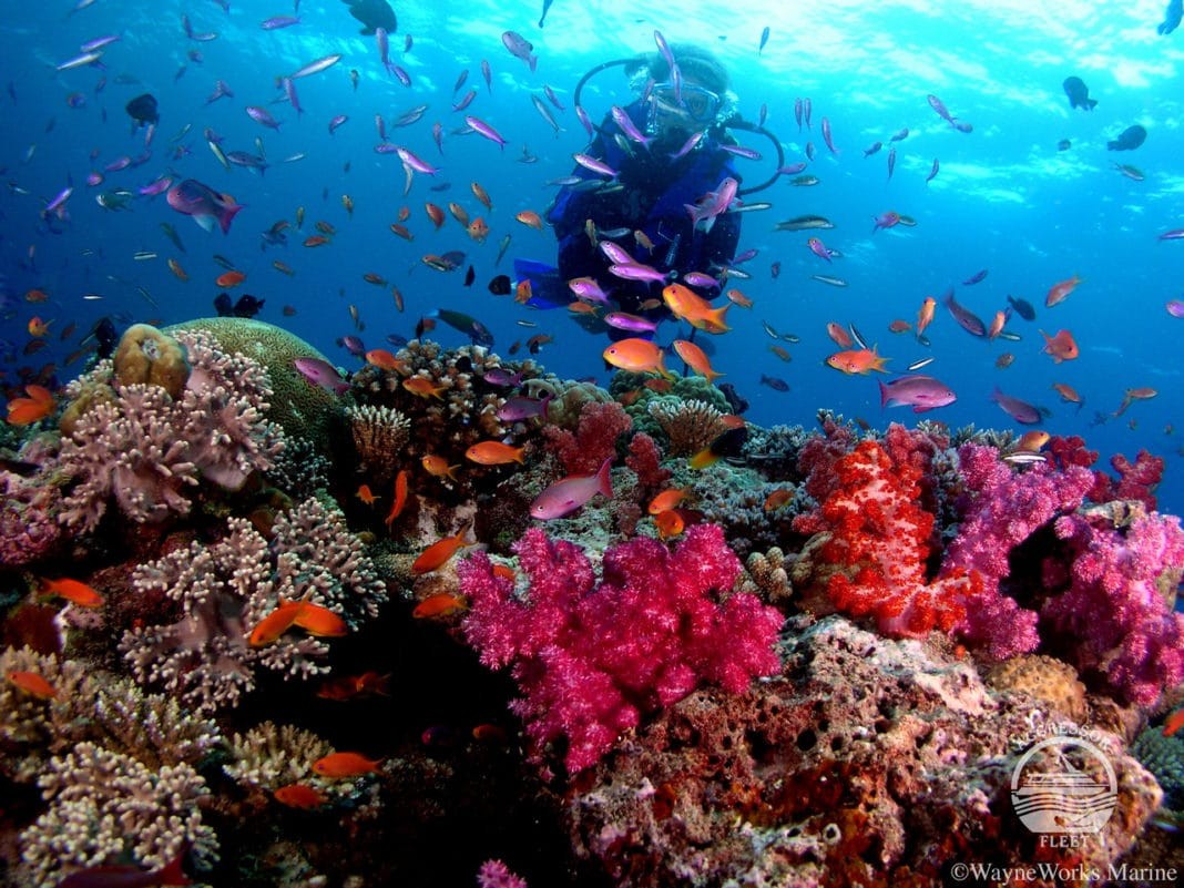 Fiji liveaboard diving