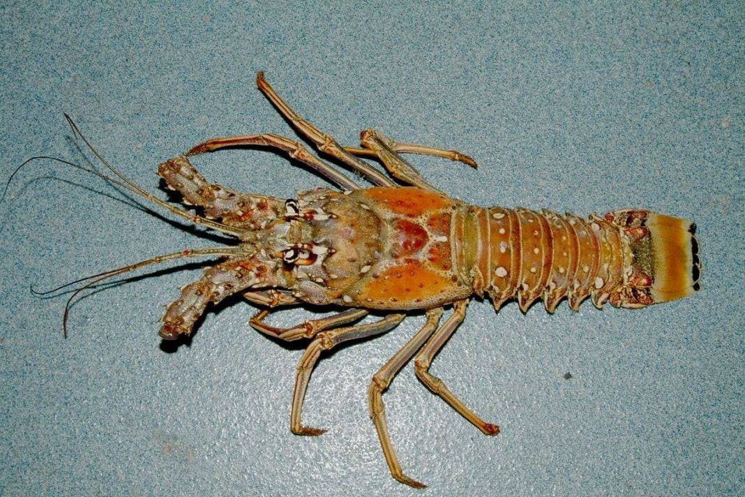 Florida Spiny Lobster are they worth dying for? Photograph by NOAA