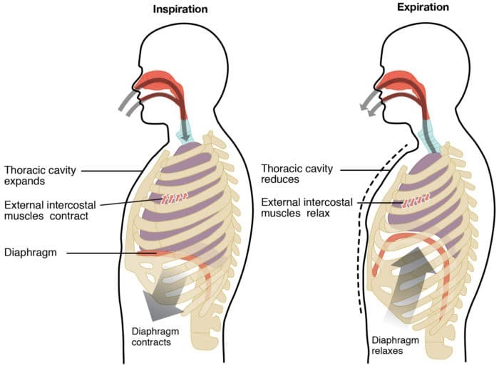 Diagram of the diaphragm, intercostal muscles, and lungs inside of the thoracic cavity.