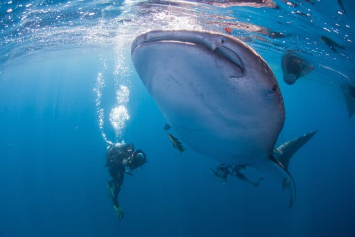 ©Nick Law Whaleshark Papua Barefoot Yachts Whale Shark is the largest fish in the sea growing up to 40 feet (12 meters) and weighing 20 tons. Remoras accompany this whale shark in their way to feed on fishermen’s baitfish.