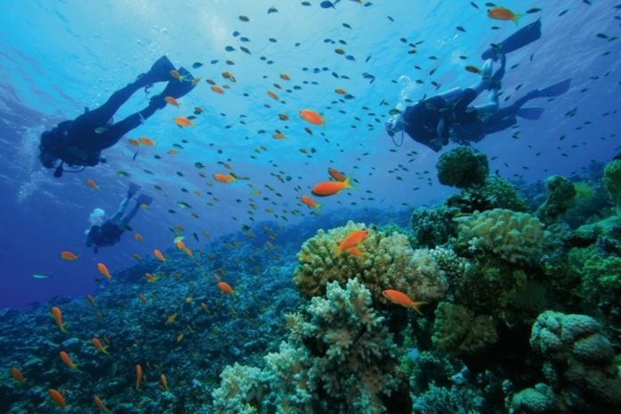 Diving the Solomon Islands