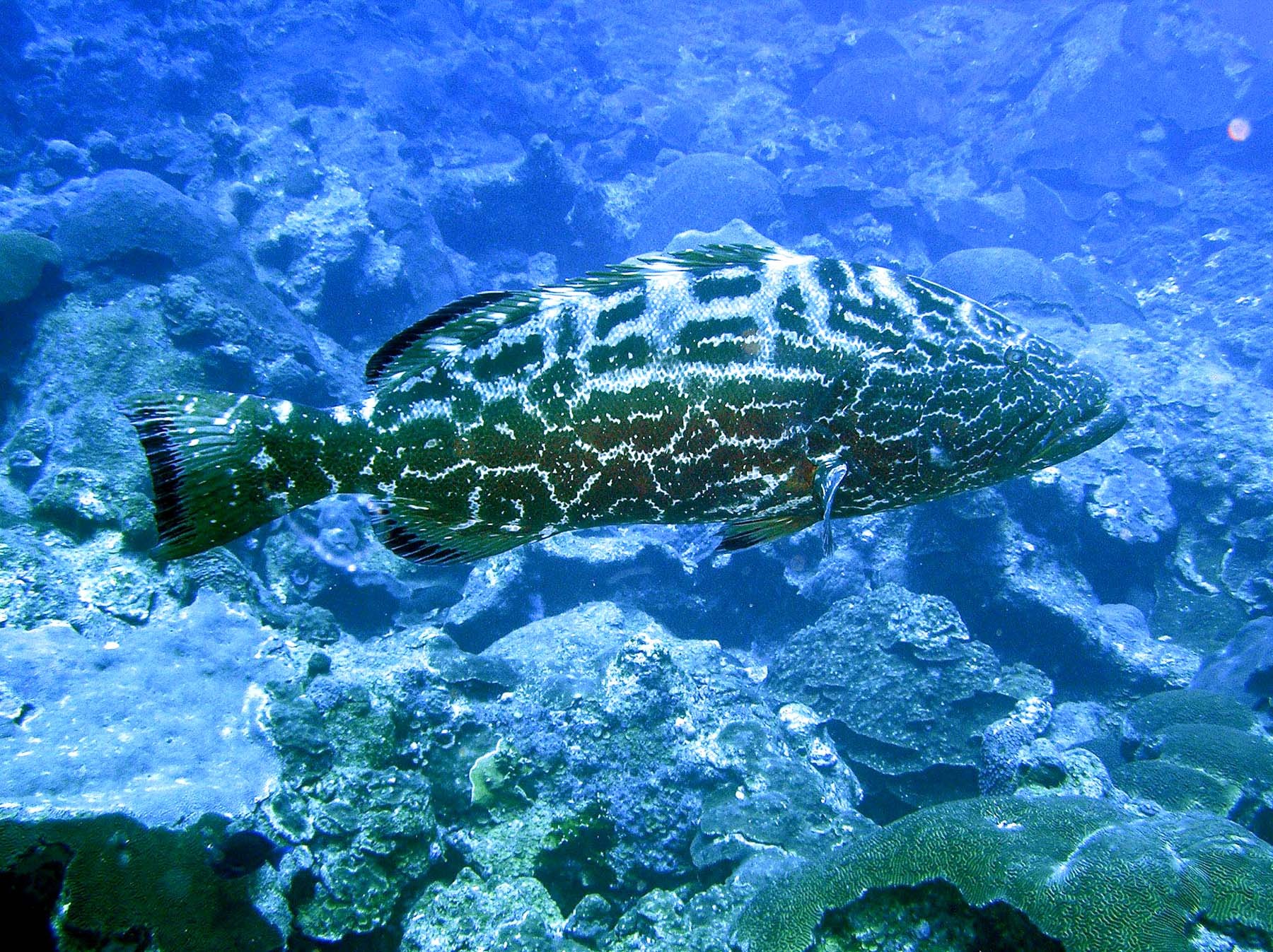 Grouper and butterfly fish are just a few of the species you will see in the sanctuary waters. (photo courtesy of NOAA)