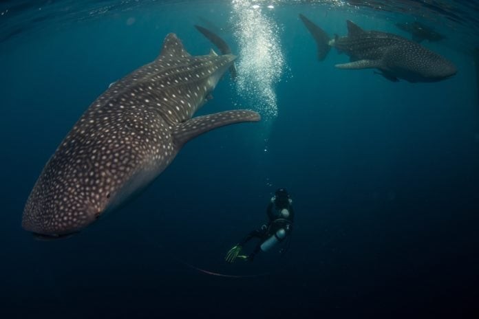 ©Nick Law Barefoot yachts. Middle sized whale sharks congregate under a “Bagan” ready for their early breakfast.