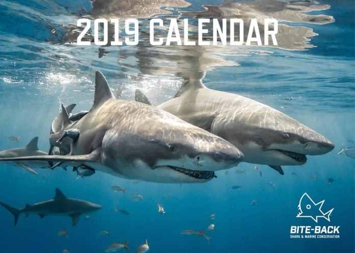 Shark photo highlighted in Bite-Back calendar