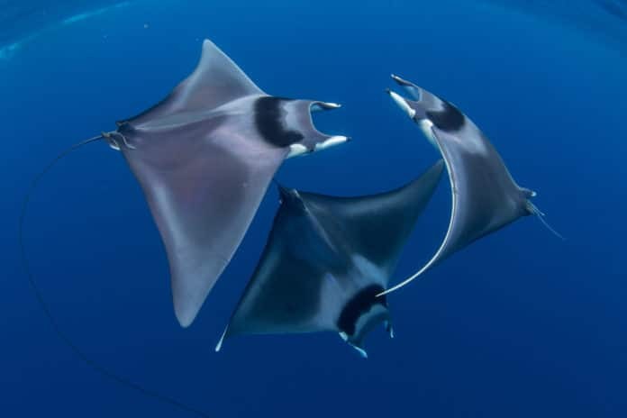 Seventh Annual Ocean Art Underwater Photo Contest Winners Announced