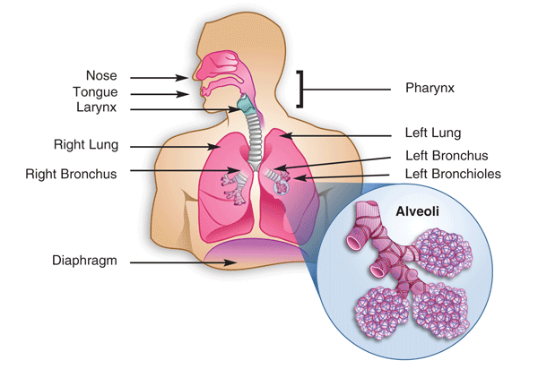 Basic diagram of the human respiratory system with the alveoli.